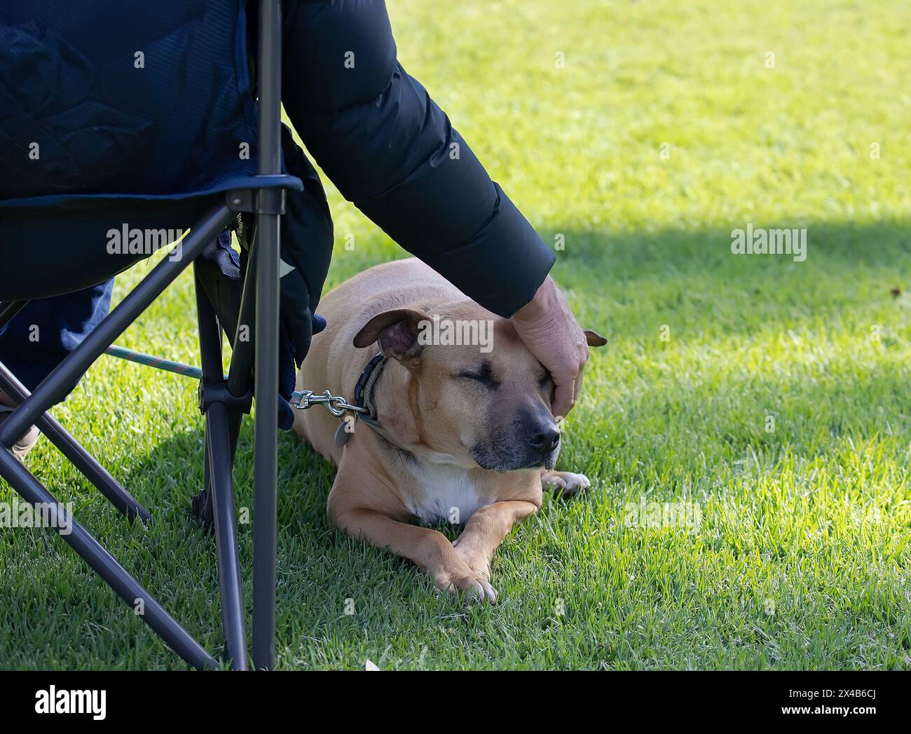 Man's hand pets a dog lying on the green grass, a sign of kindness and friendliness Stock Photo