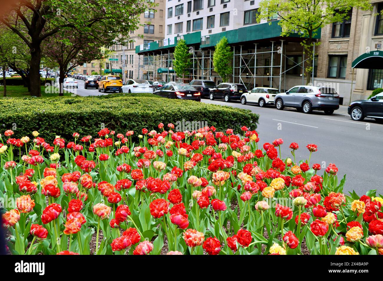 Tulips in the center of Park avenue, Manhattan, New York, April 2024 Stock Photo