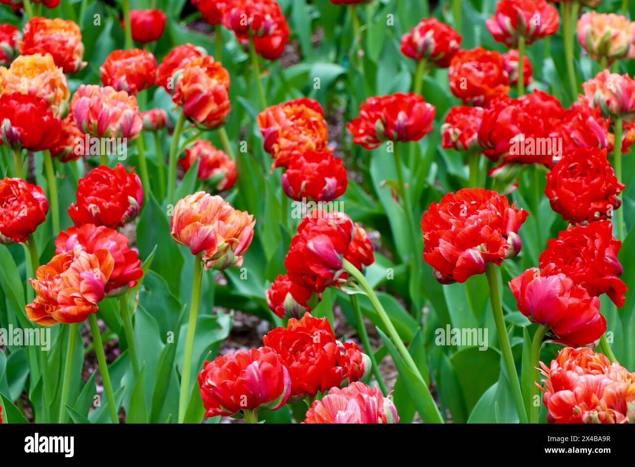 Tulips in the center of Park avenue, Manhattan, New York, April 2024 Stock Photo
