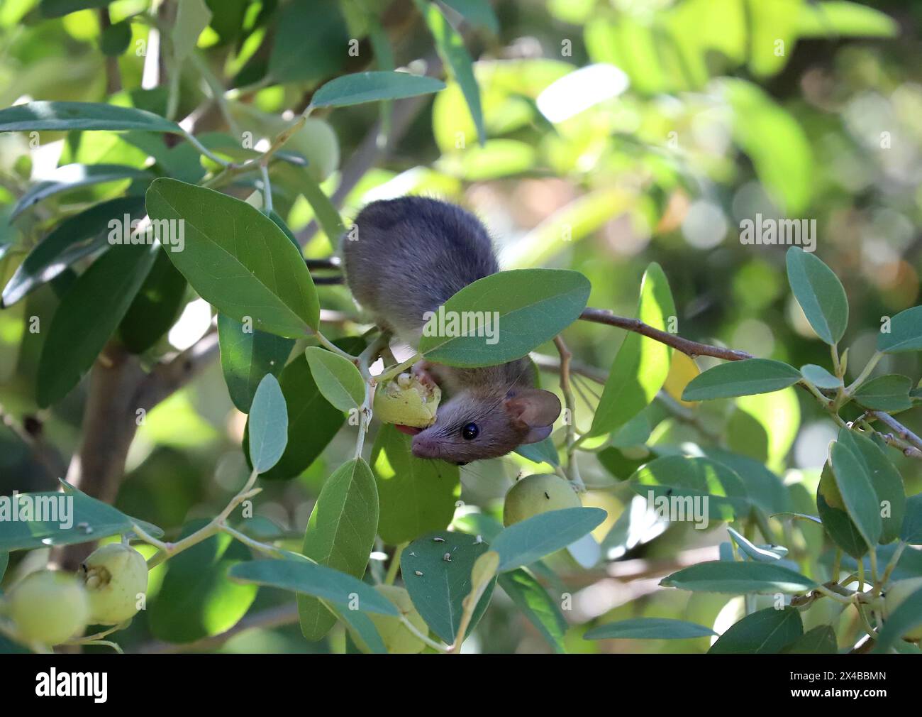 Fruit Tree Mouse Tree mouse hi-res stock photography and images - Alamy