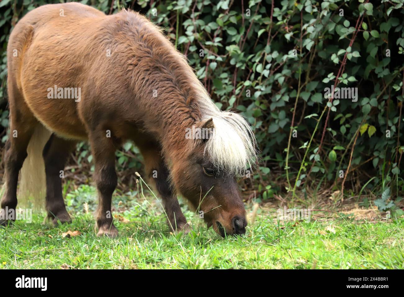 Little brown horse, Shetland pony, is grazing on green grass, green background, close up Stock Photo