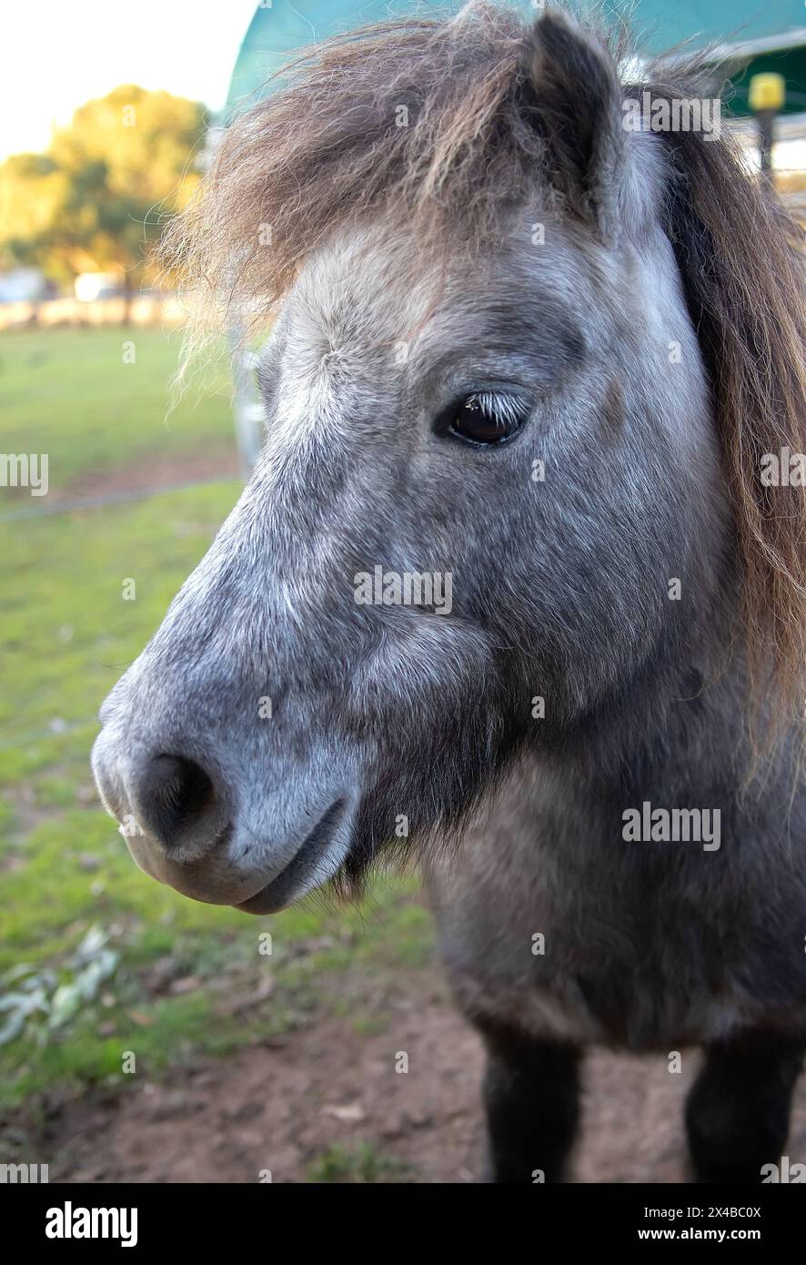 Little grey horse, Shetland pony, head and mane close-up, portrait of an animal, grazes on green grass, cute animal Stock Photo