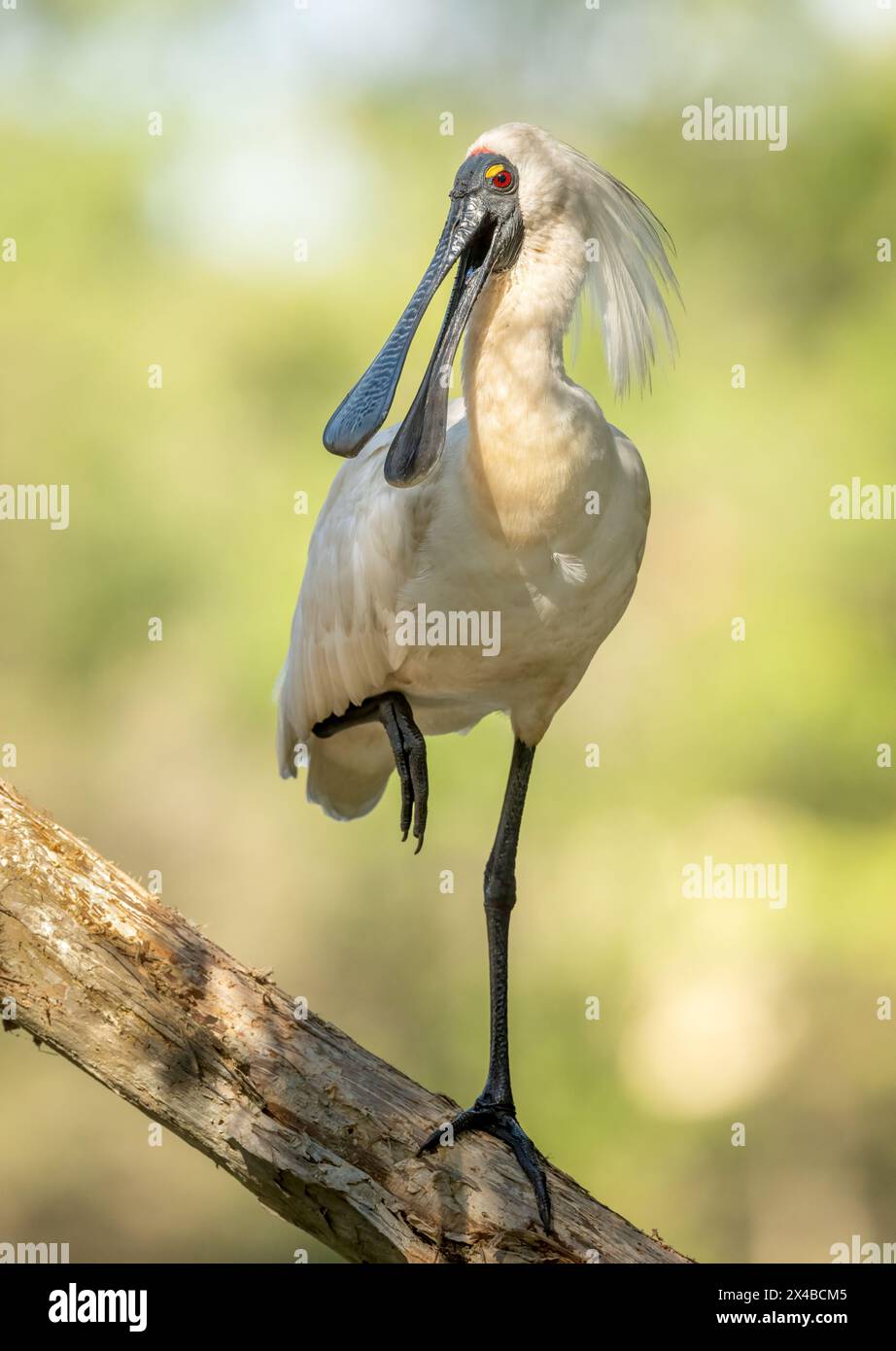 Royal Spoonbill ( Platalea regia) Perched on one leg with beck open. displaying breeding colors red eye yellow lid in Queensland, Australia. Stock Photo