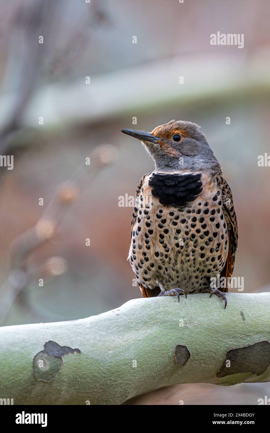 Northern or Common Flicker (Colaptes auratus) Stock Photo