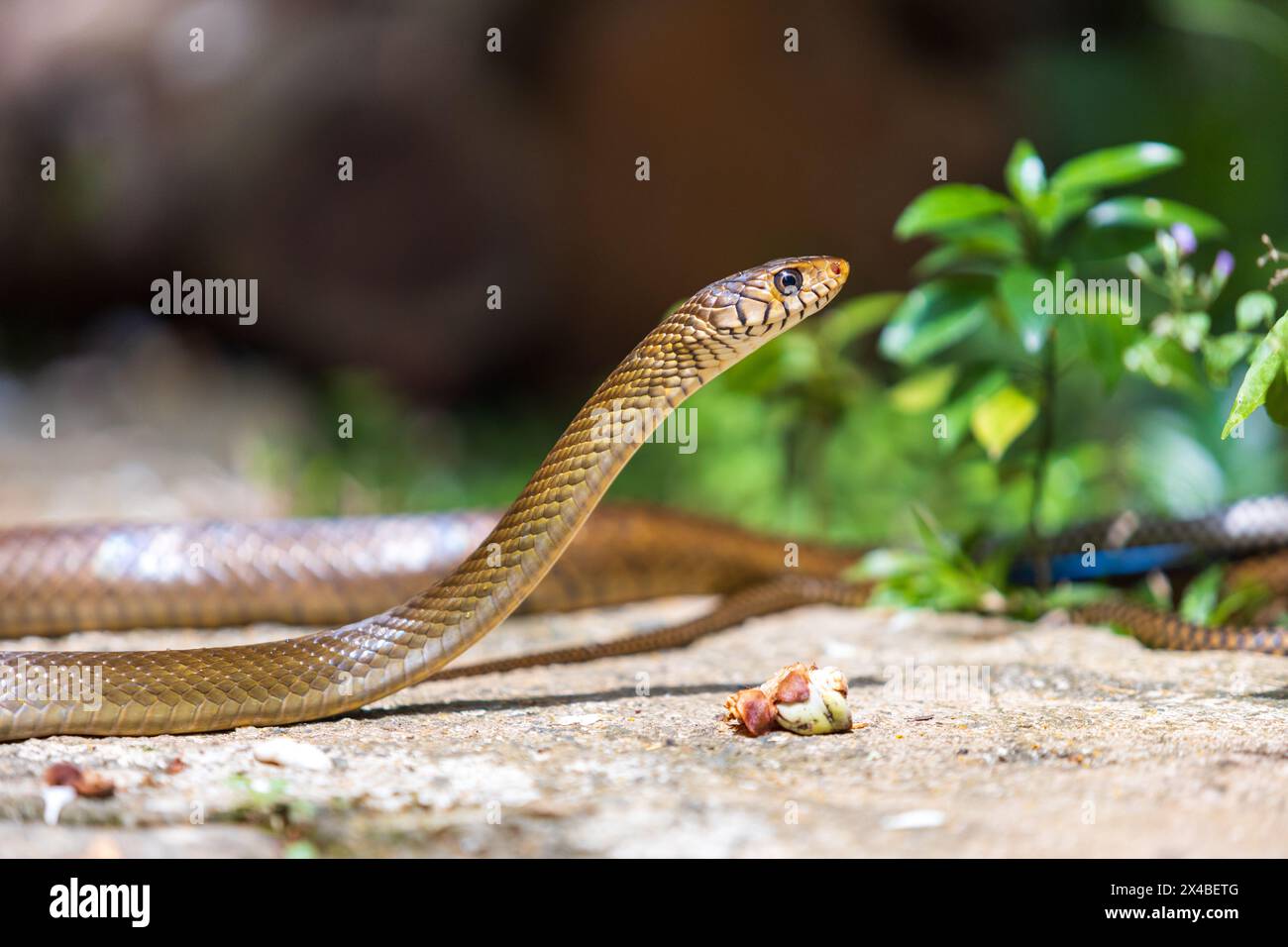 Rat snake lift head to see preys or predators ahead of him. Be cautious concept Stock Photo