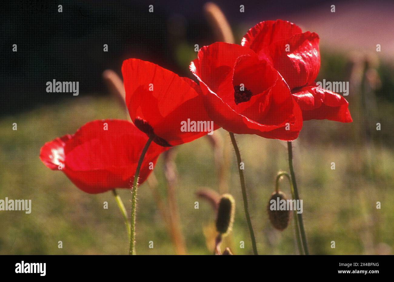 Flanders poppies (Papaver rhoeas) are iconic bright red annuals, famous ...