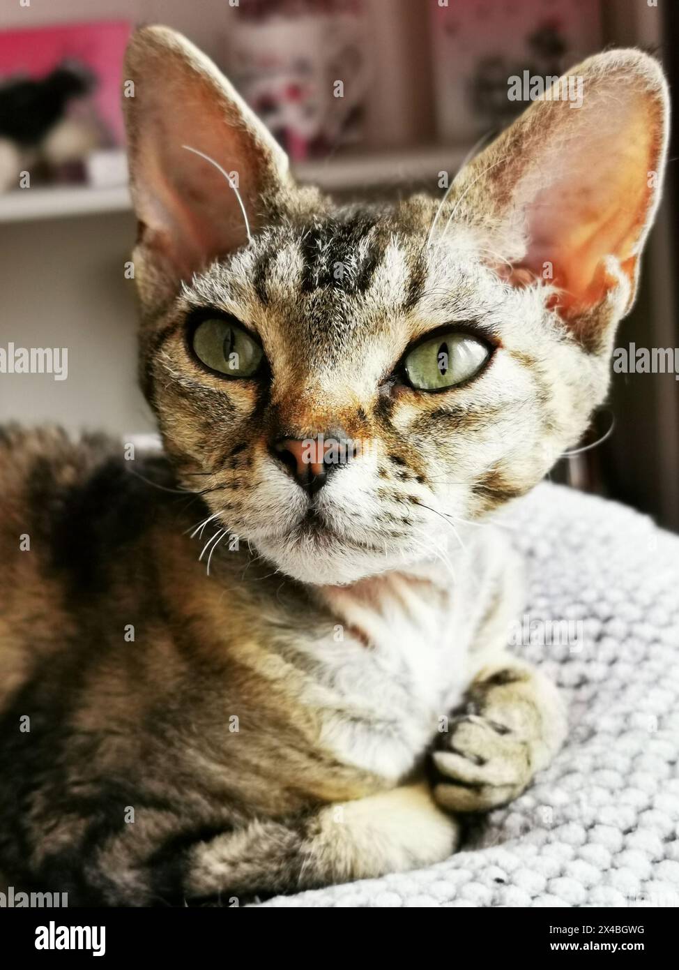 devon rex cat is resting at her home Stock Photo