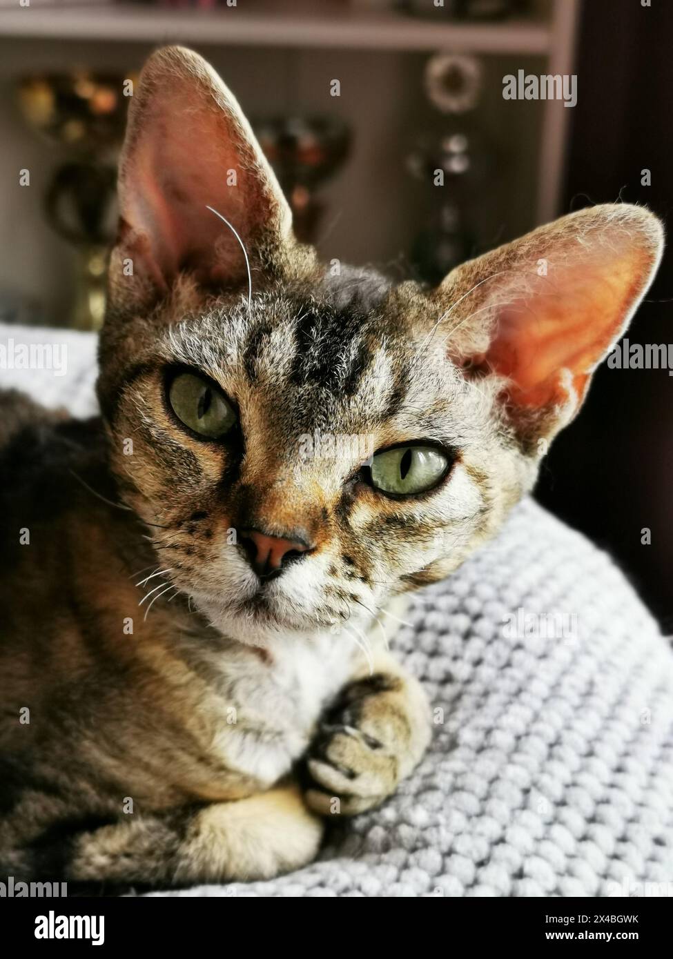 devon rex cat is resting at her home Stock Photo
