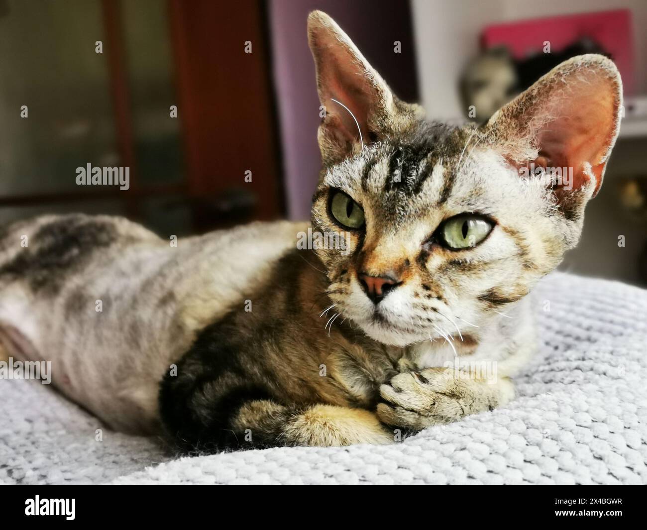 devon rex cat is resting at her home Stock Photo