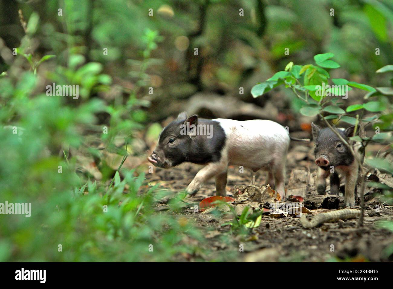 Piglets walking on forest floor in Batuputih Nature Park/Tangkoko Nature Park, which is located near Batuputih village in Ranowulu, Bitung, North Sulawesi, Indonesia. Tangkoko forest suffers from temperature increase by up to 0.2 degree Celsius per year, according to a team of scientists led by Marine Joly, with the International Union for Conservation of Nature (IUCN) also says that rising temperatures have led to ecological, behavioral, and physiological changes in wildlife species and biodiversity. 'In addition to increased rates of disease and degraded habitats, climate change is also ... Stock Photo