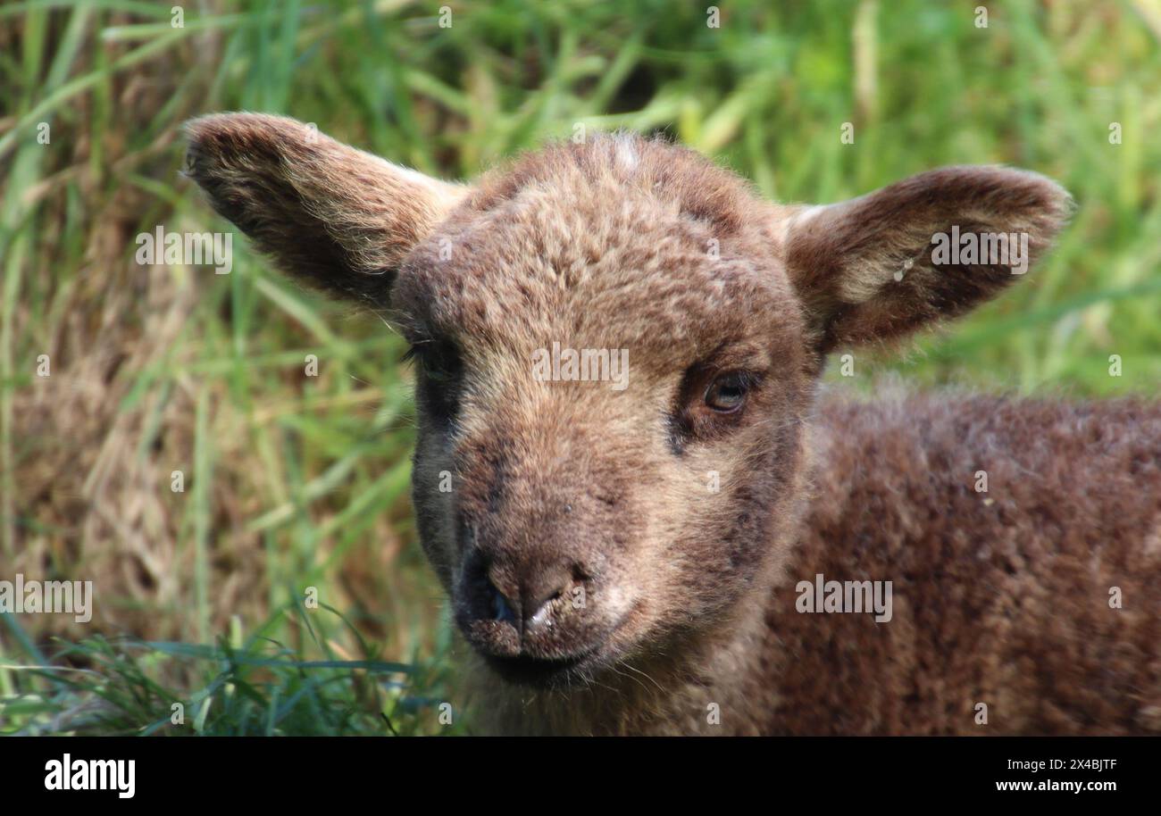 Ein Lamm an einem Elbdeich bei Stade in Niedersachsen. *** A lamb on an Elbe dyke near Stade in Lower Saxony Stock Photo