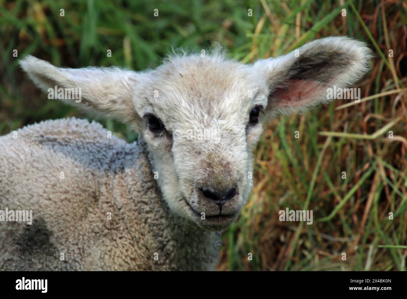 Ein Lamm an einem Elbdeich bei Stade in Niedersachsen. *** A lamb on an Elbe dyke near Stade in Lower Saxony Stock Photo