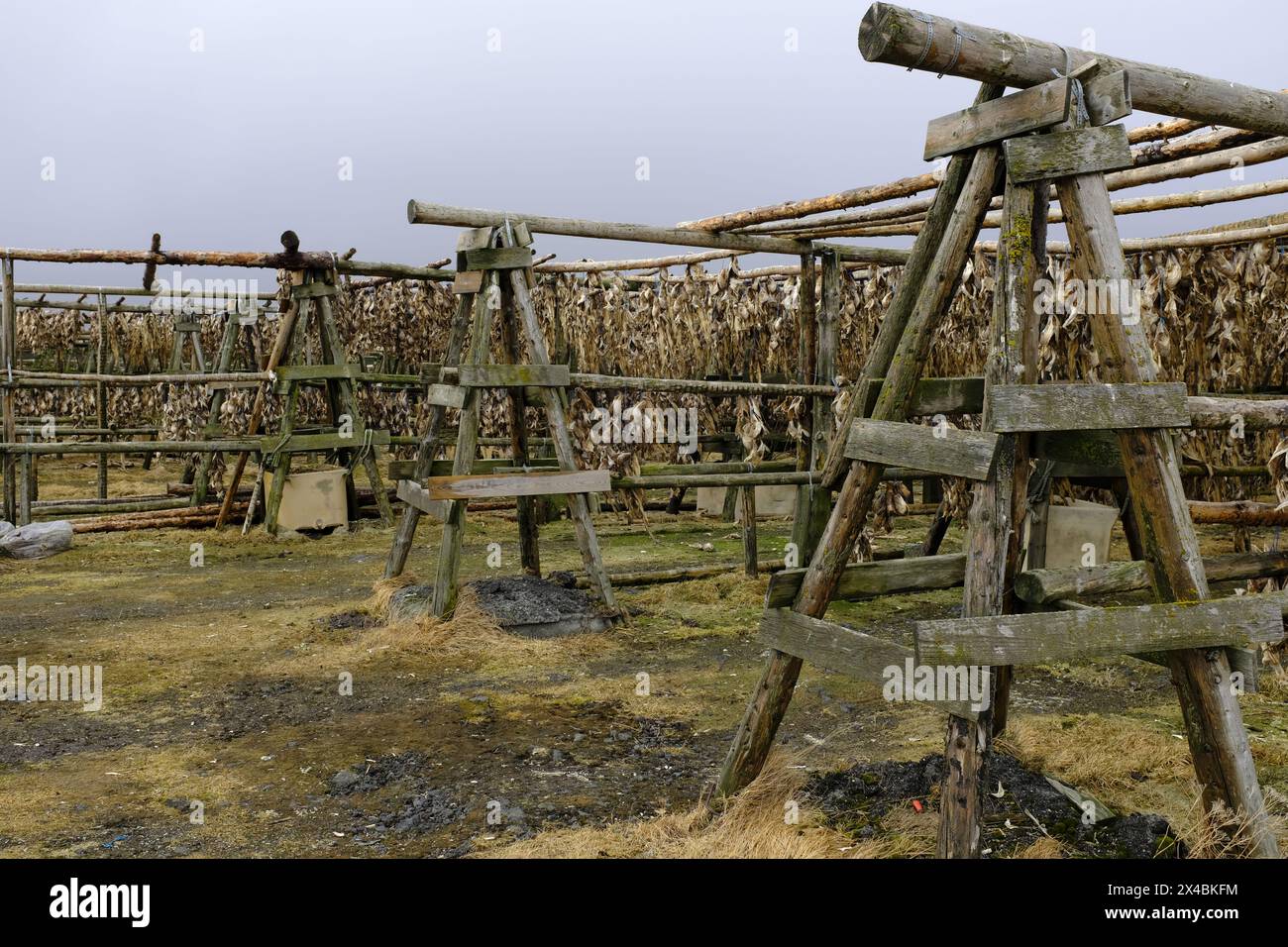 Medieval Fish Drying Rack Cod fish hanging on wood racks to dry hi-res stock photography and ...