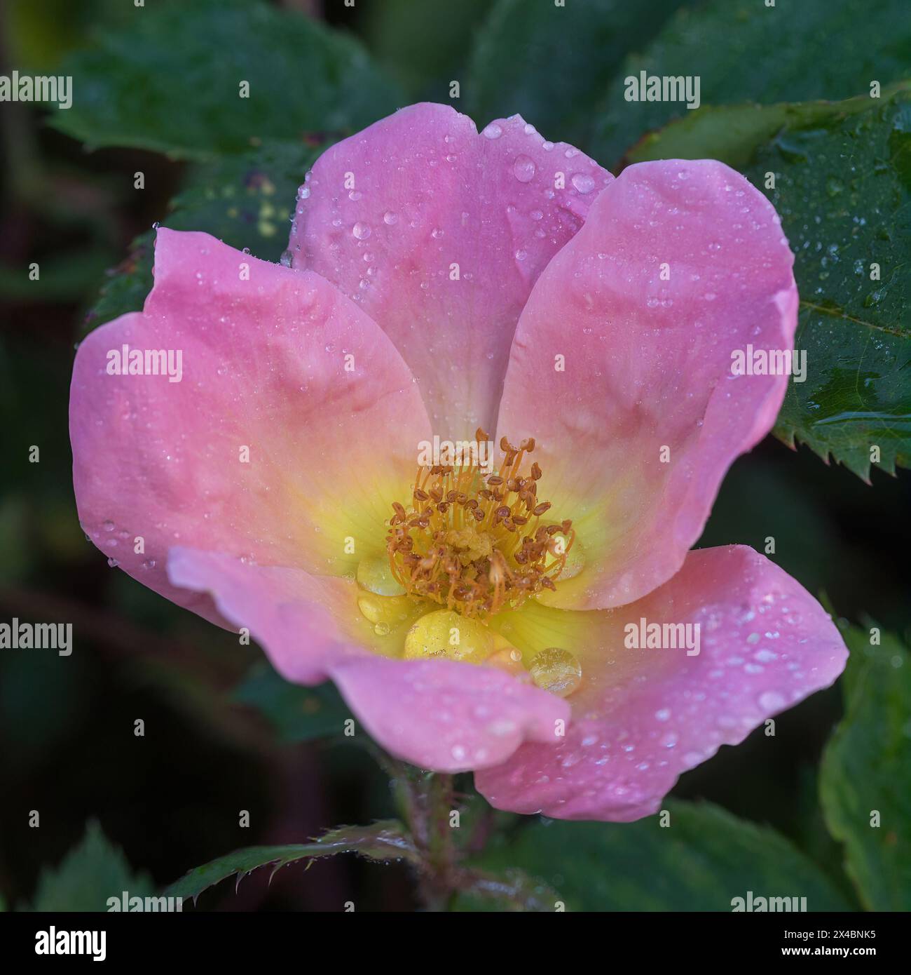 'Rainbow Knock Out' Landscape Rose in Bloom. San Jose Municipal Rose Garden in San Jose, California. Stock Photo