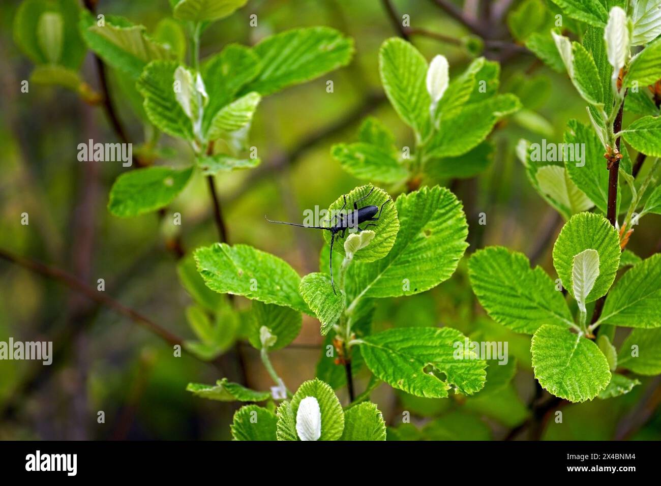 Rock Whitebeam in spring - young foliage on a tree and the insect Cerambyx scopolii on one of the leaves Stock Photo