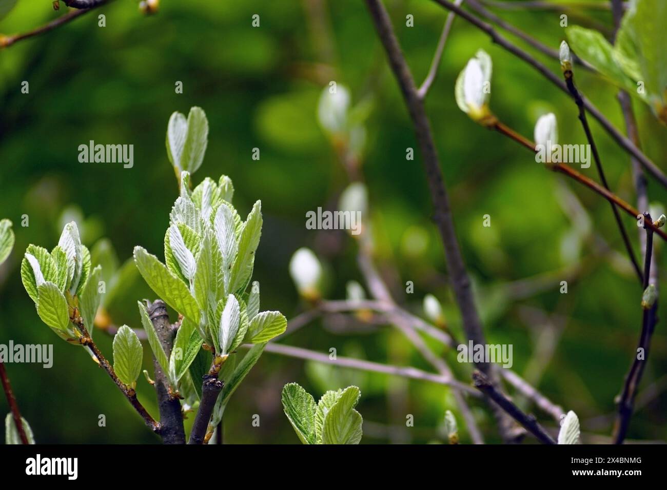 The first leaves of a rare tree species - Rock Whitebeam or Aria rupicola. Nature of Mount Orjen, Montenegro. Stock Photo