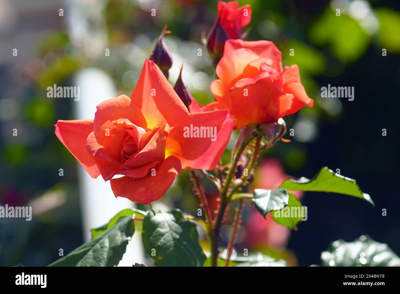 Closeup of red rose buds beginning to open. Roses blooming in open