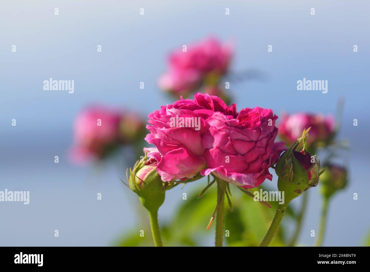 Pink rose buds on a blue background. Stock Photo