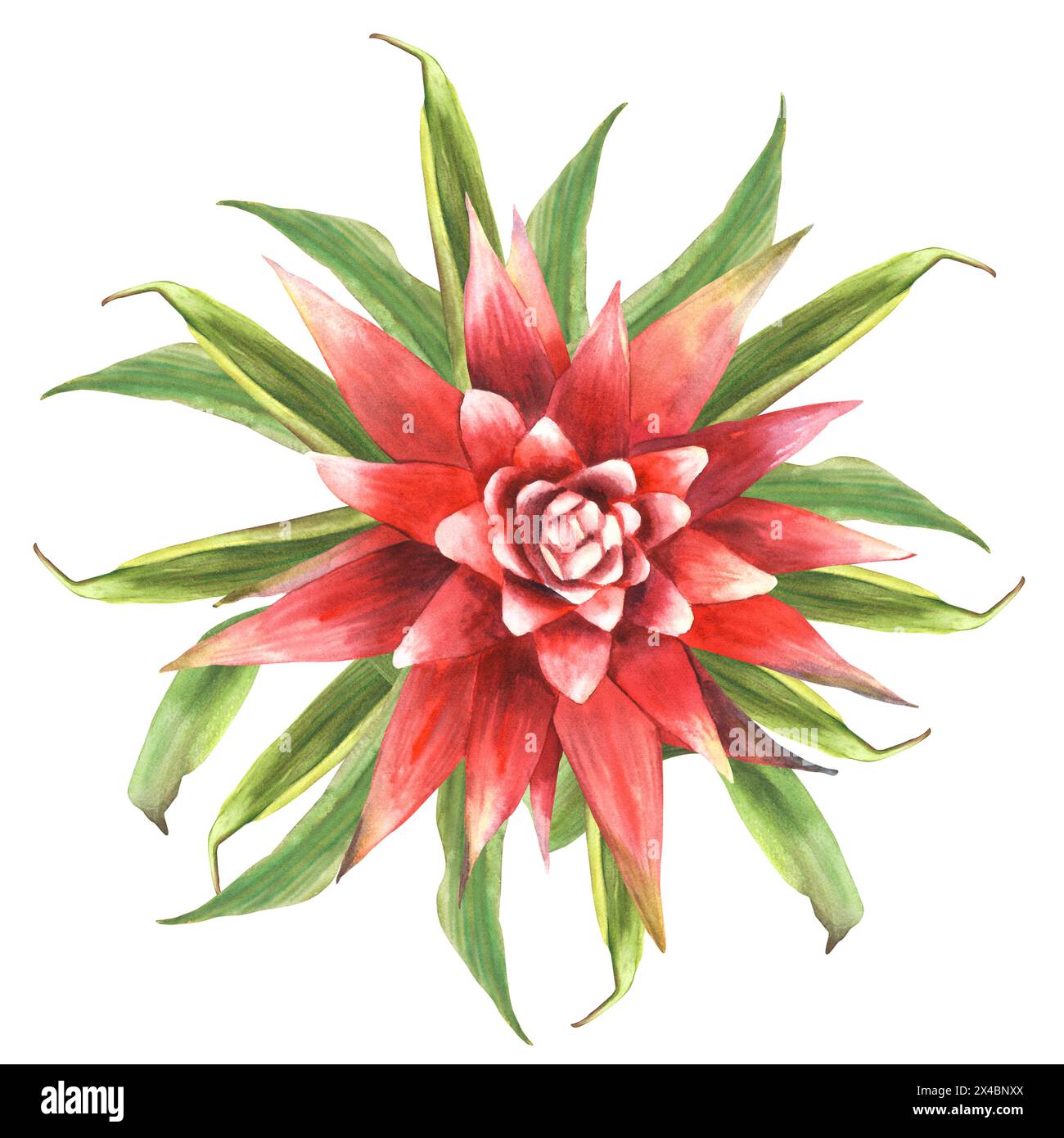 Tropical bromeliad flower, red house plants, exotic leaves, bud. House plants bromeliaceae, jungle greenery tropic floral clipart Watercolor painted Stock Photo