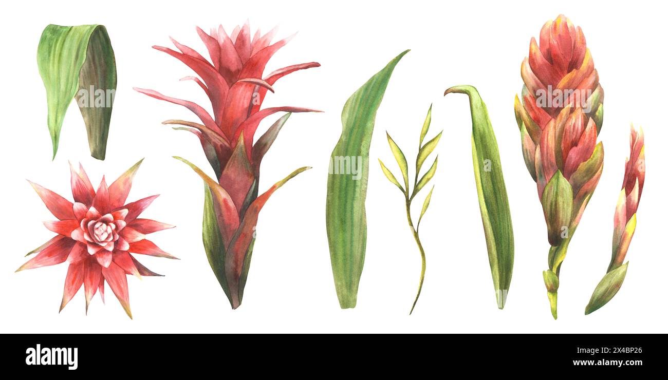Tropical bromeliad flower, buds, leaves, exotic home plant set. House plants red bromeliaceae, iungle tropic floral clipart Watercolor hand drawn Stock Photo