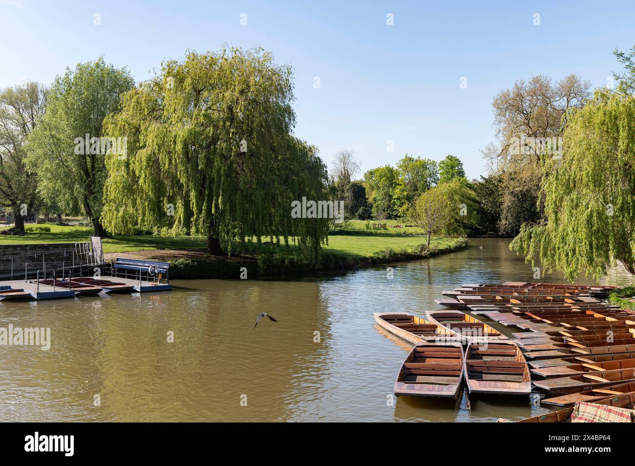 Cambridge England United Kingdom View across the River Cam with spring colours, weeping willow trees and punts moored awaiting tourists. Stock Photo
