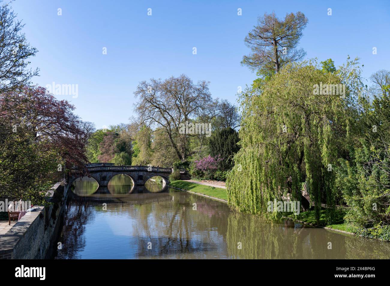Cambridge England United Kingdom View across the River Cam with spring colours and weeping willow trees. Stock Photo