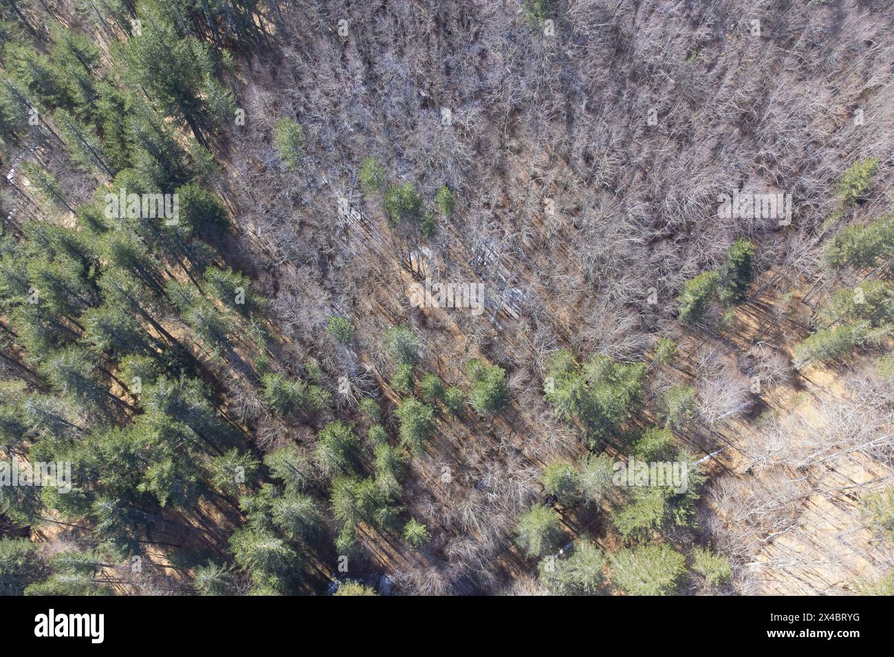 Aerial shot, Tasso biogenetic reserve, Sila National Park, Calabria, Italy Stock Photo