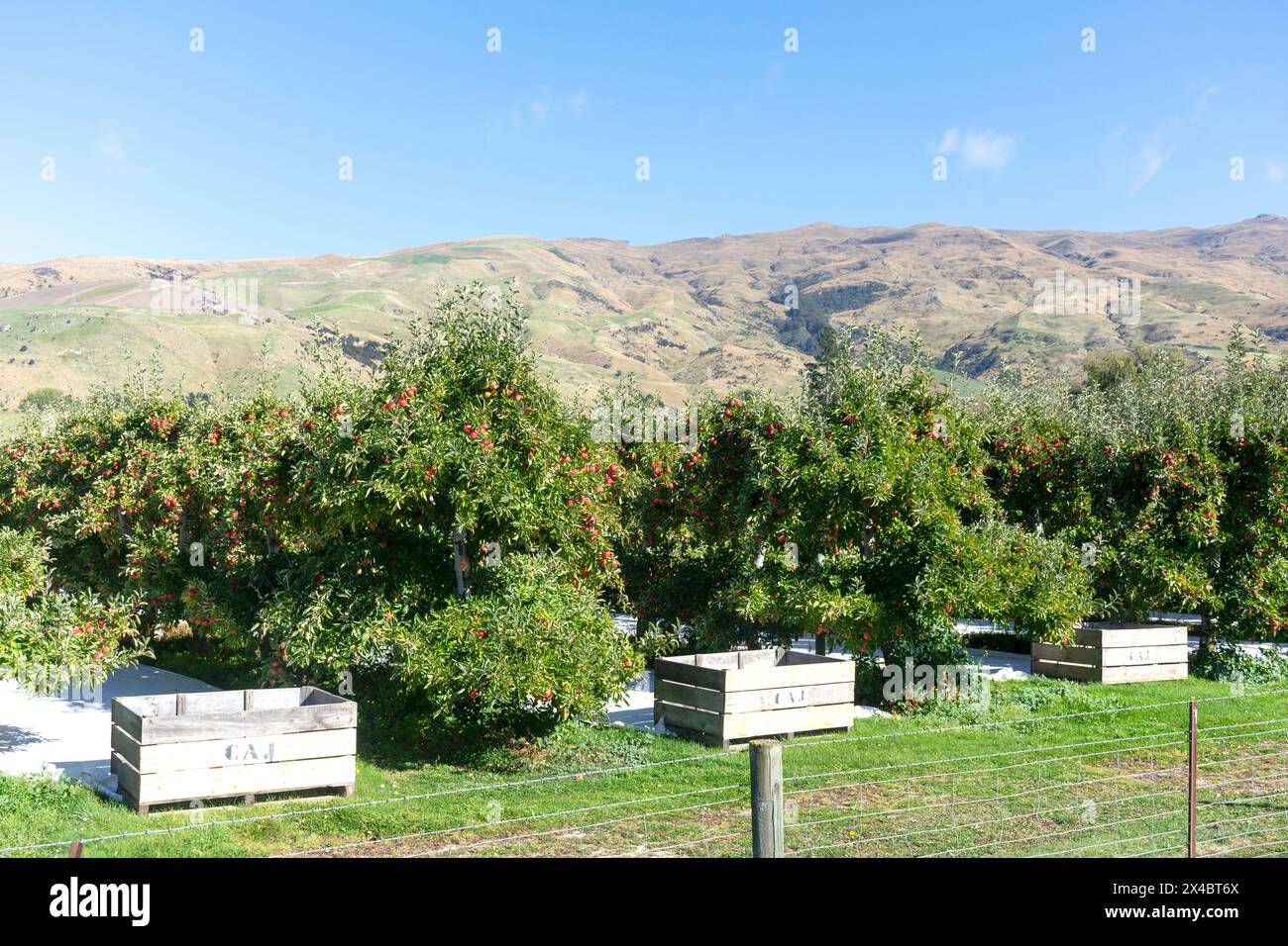 Apple orchard, Ettrick-Raes Junction Road, Island Block, Otago, New Zealand Stock Photo