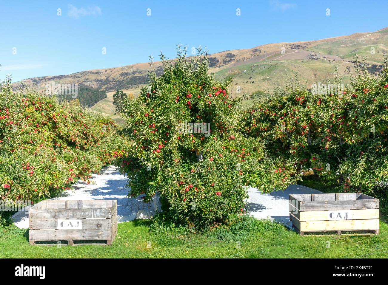 Apple orchard, Ettrick-Raes Junction Road, Island Block, Otago, New Zealand Stock Photo