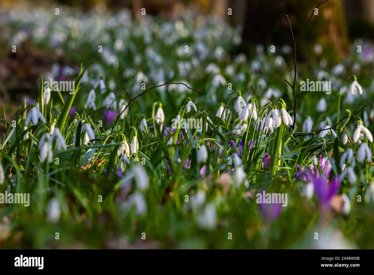 White snowdrop flowers. Galanthus blossoms illuminated by the sun in the green blurred background, early spring. Galanthus nivalis bulbous, perennial Stock Photo