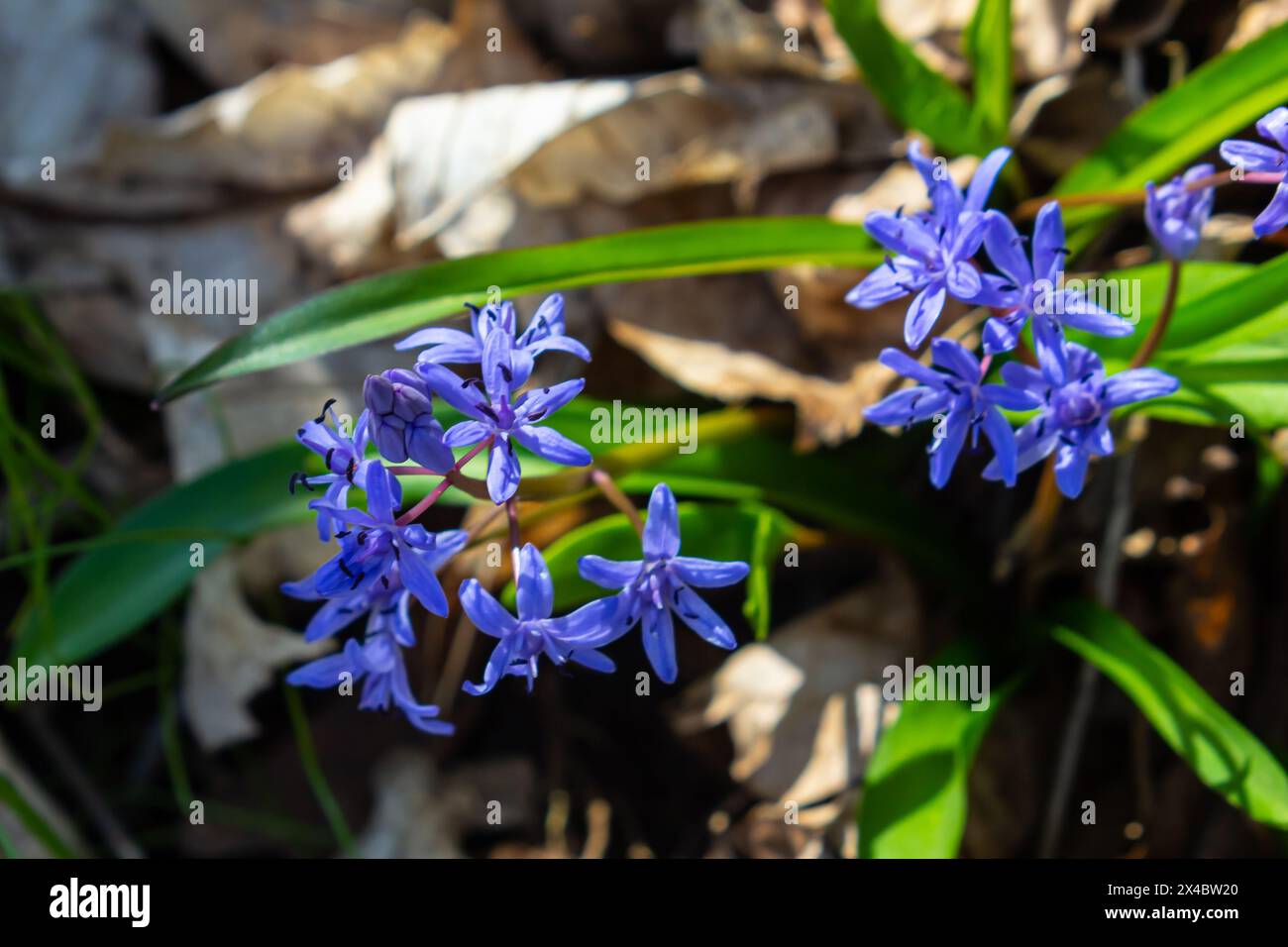 Scilla bifolia, the alpine squill or two-leaf squill, is a herbaceous perennial plant of the family Asparagaceae. Art photo of the early flowering pla Stock Photo