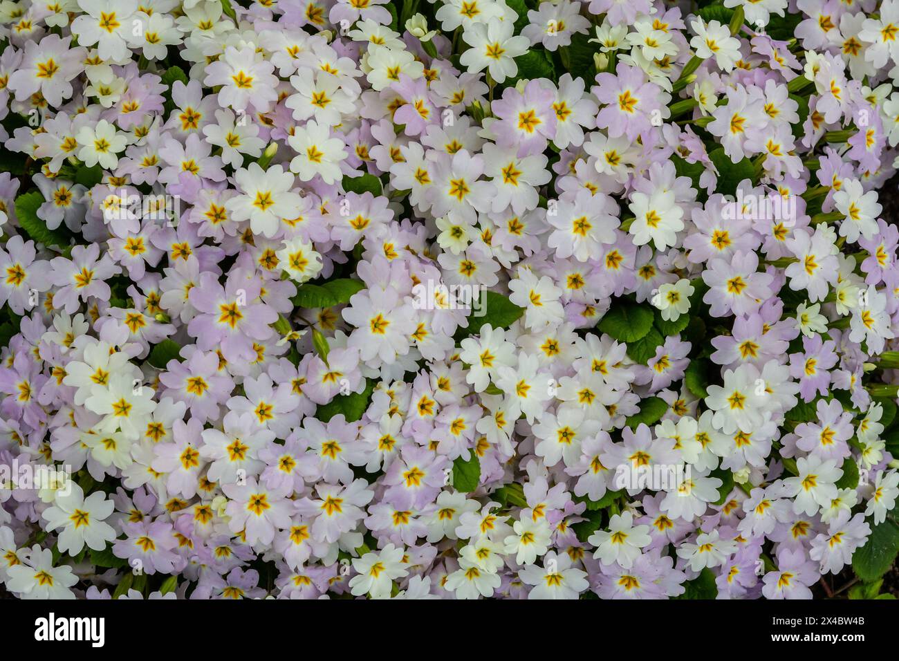 Primrose, primula vulgaris flowers in spring garden. Stock Photo