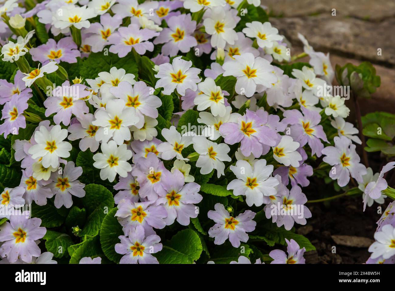 Spring flowers. Blooming primrose or primula flowers in a garden. Stock Photo