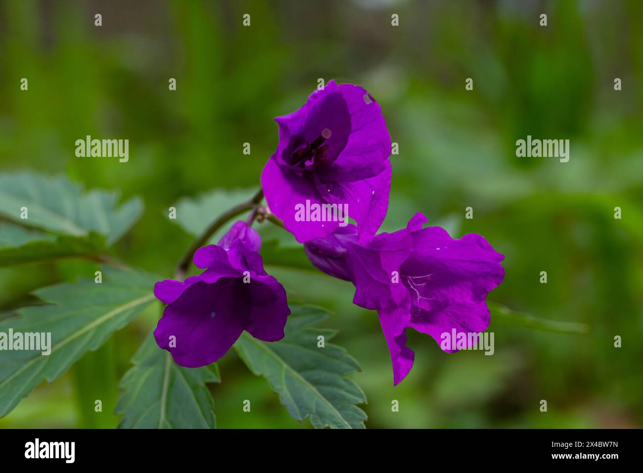 Purple wildflowers in forest hi-res stock photography and images - Page 2 -  Alamy, image size:1300x956