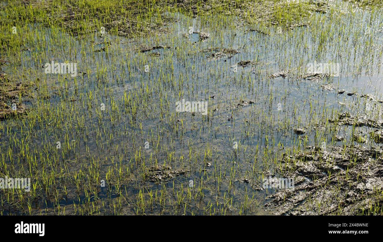 Over Rice Field Panoramic view over rice hi-res stock photography and images - Alamy