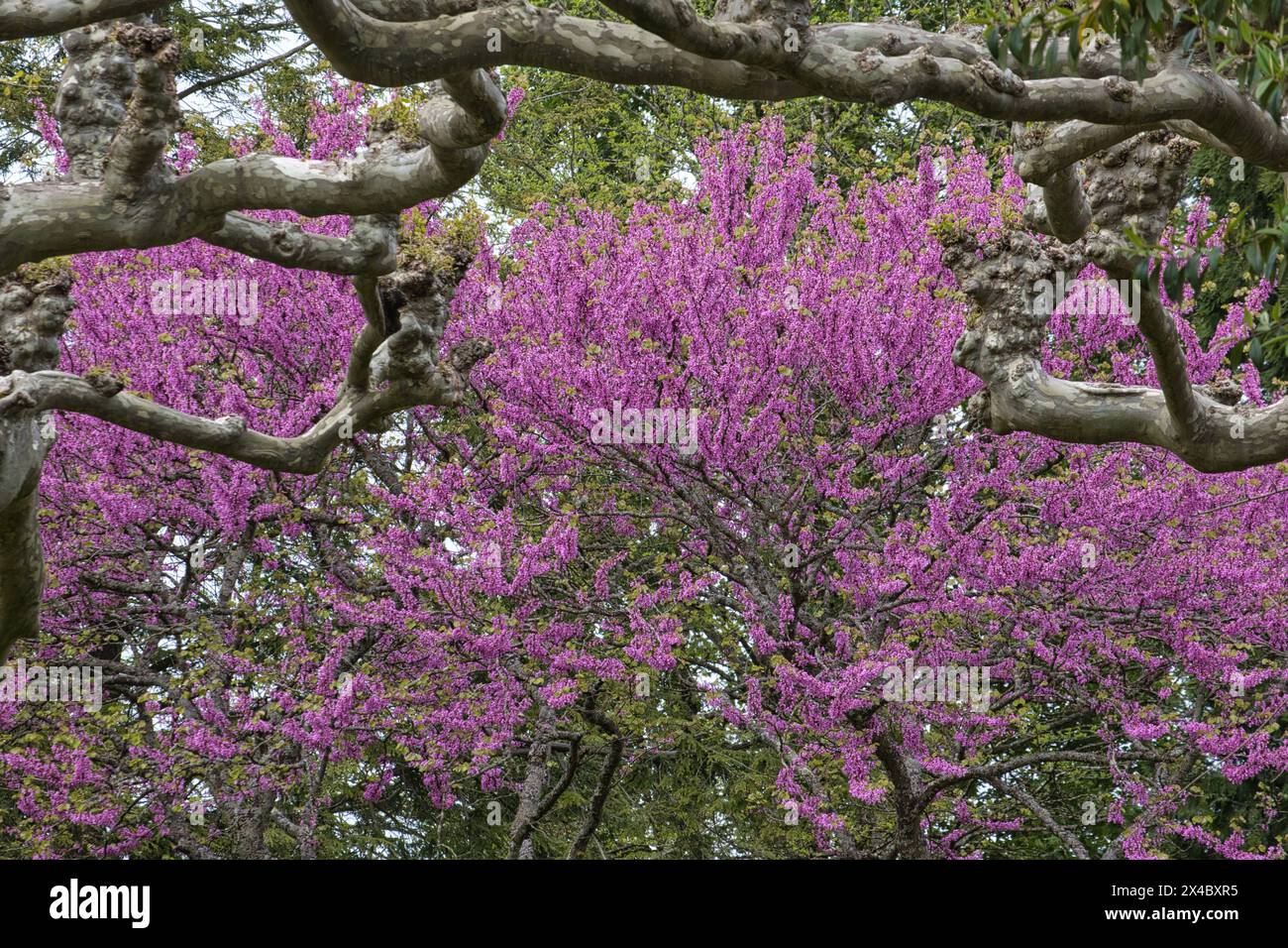 Blühender Judasbaum auf der Insel Mainau *** Flowering Judas tree on the island of Mainau Stock Photo