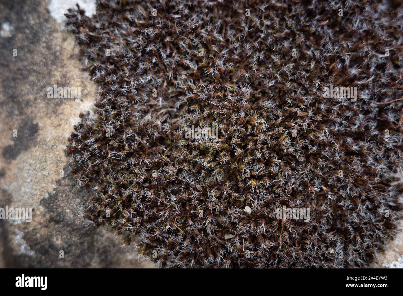 Patch of dry Screw moss, Syntrichia sp. Stock Photo