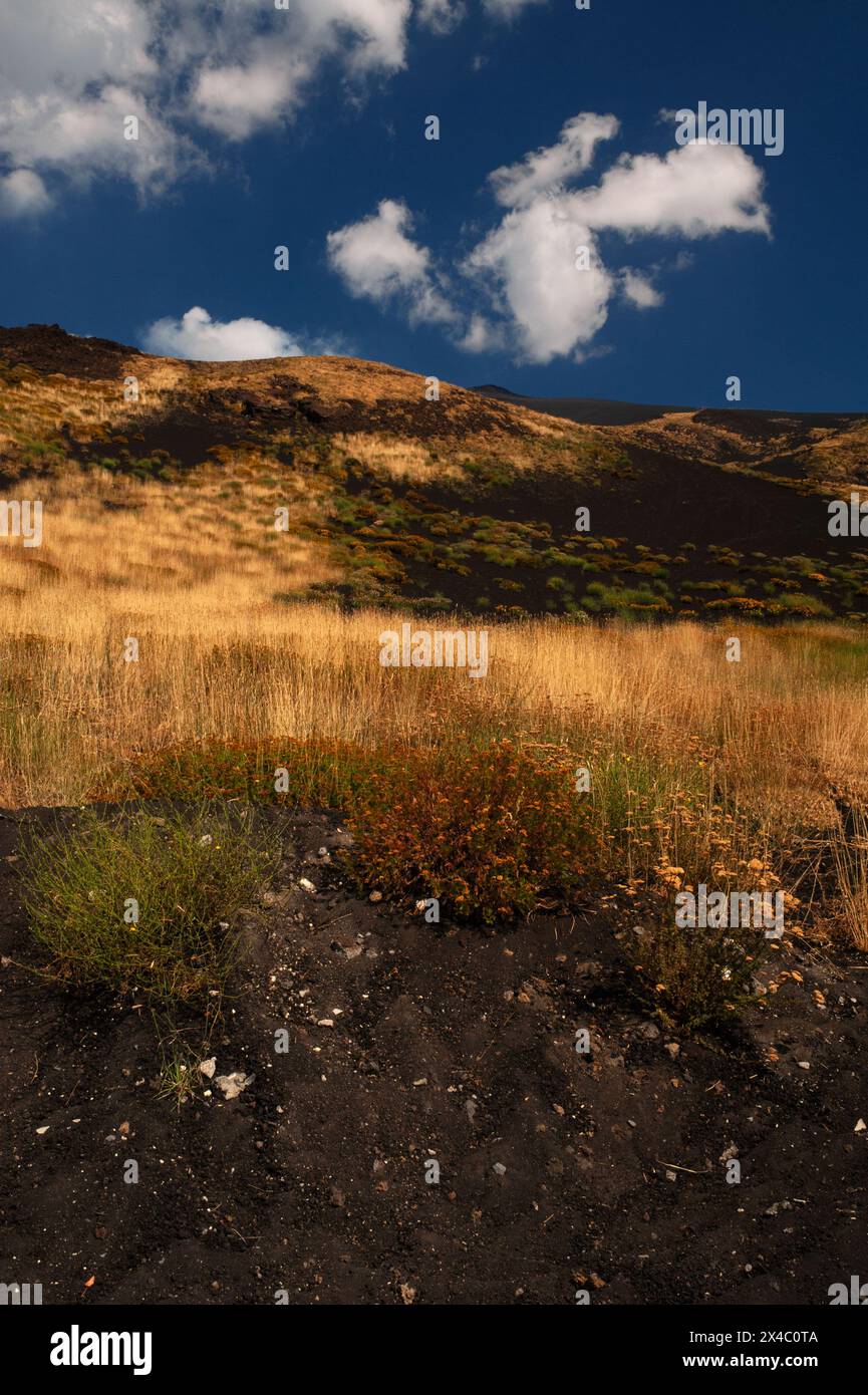 Slopes southwest of the summit of Mount Etna, Sicily, Italy, where moss, grass and wild flowers are early colonists of the black cinders and ash left by the volcano’s frequent eruptions. Stock Photo
