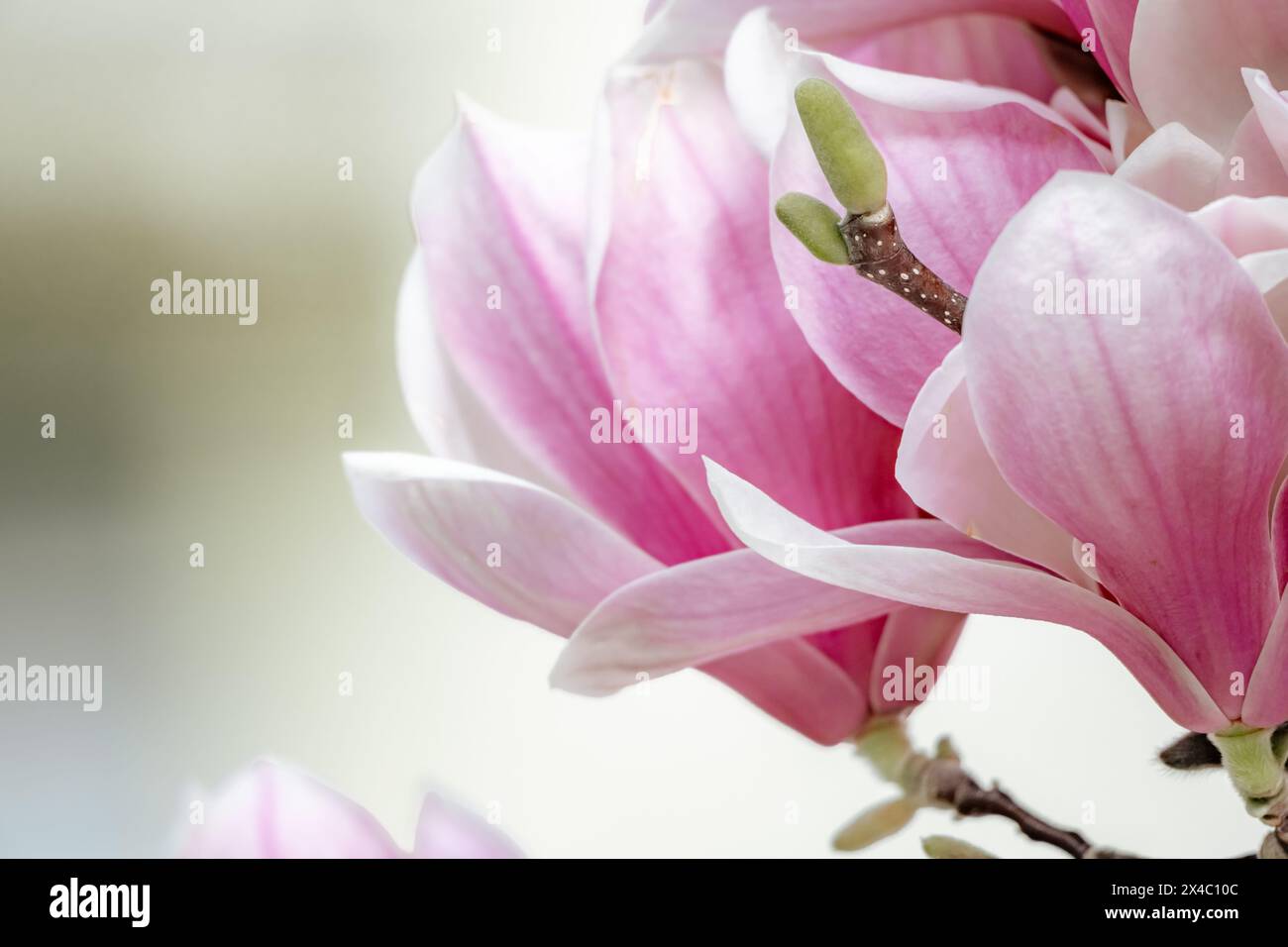Magnolia Sulanjana flowers with petals in the spring season. beautiful ...