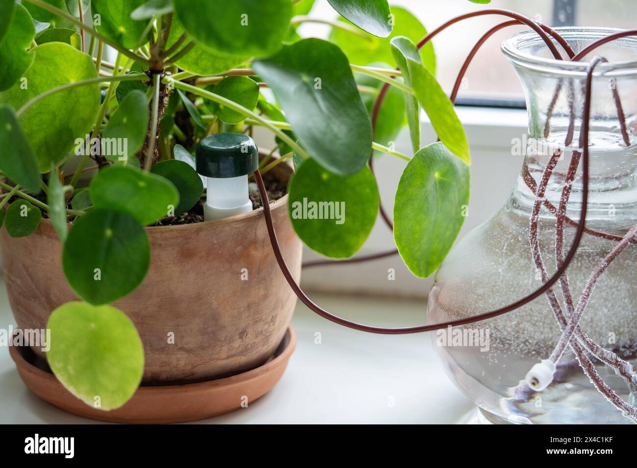 Self-watering system. Houseplant suck up water through tubes submerged in a  vase of water closeup Stock Photo - Alamy