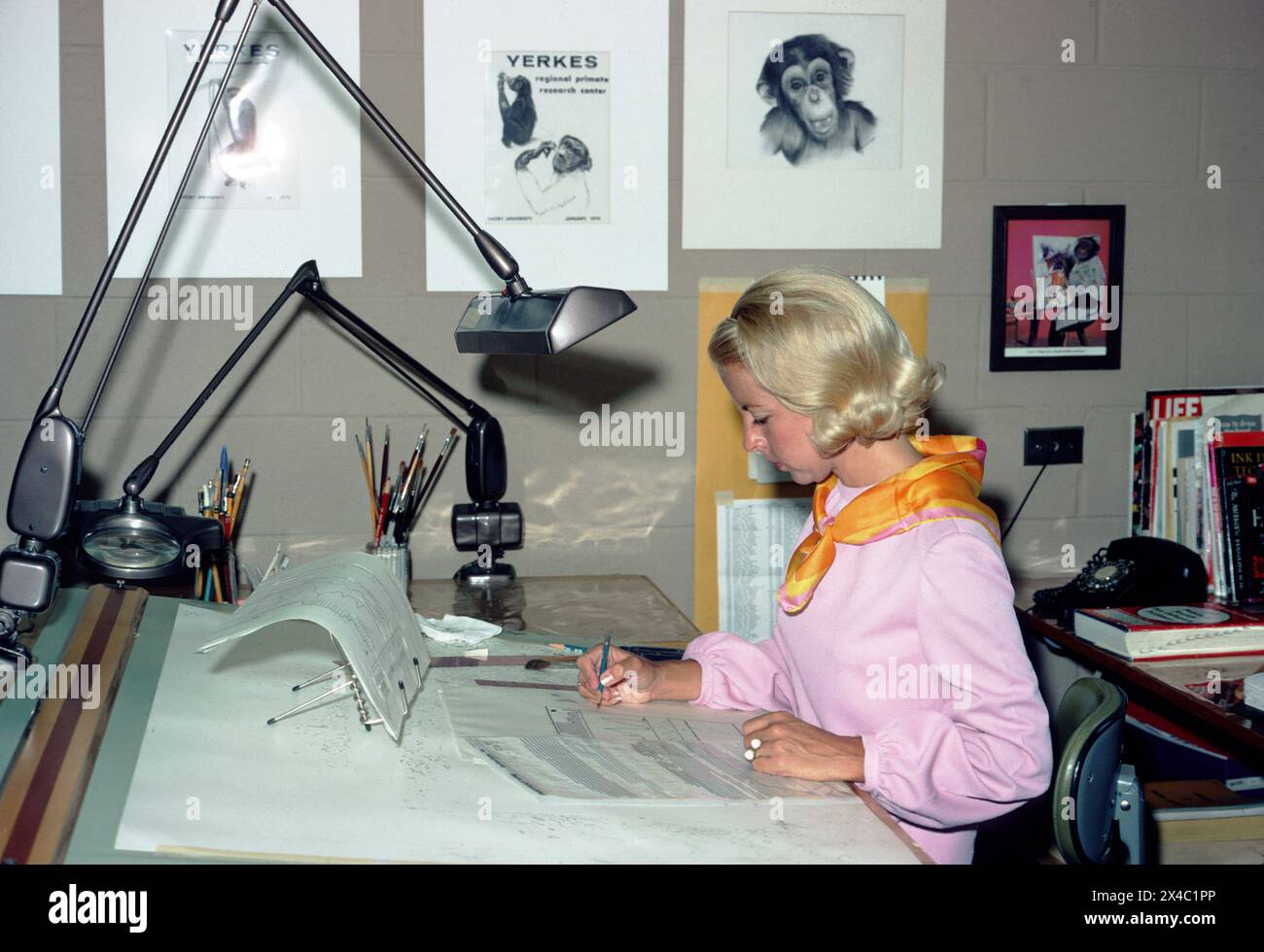 Grafikerin des Yerkes National Primate Research Center beim erstellen von Diagrammen in ihrem Atelier im Yerkes National Primate Research Center in Atlanta um 1971. / Graphic artist at the Yerkes National Primate Research Center creating diagrams in her studio at the Yerkes National Primate Research Center in Atlanta around 1971. *Aufnahmedatum geschätzt/Date estimated* snapshot-photography/A.Sidibe *** Graphic artist at the Yerkes National Primate Research Center creating diagrams in her studio at the Yerkes National Primate Research Center in Atlanta around 1971 Graphic artist at the Yerkes Stock Photo