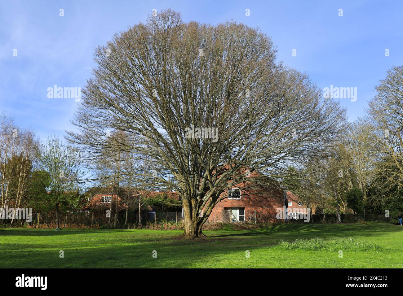 Beautiful Carpinus Betulus tree at Queen Elizabeth Gardens in Salisbury city, England Stock Photo