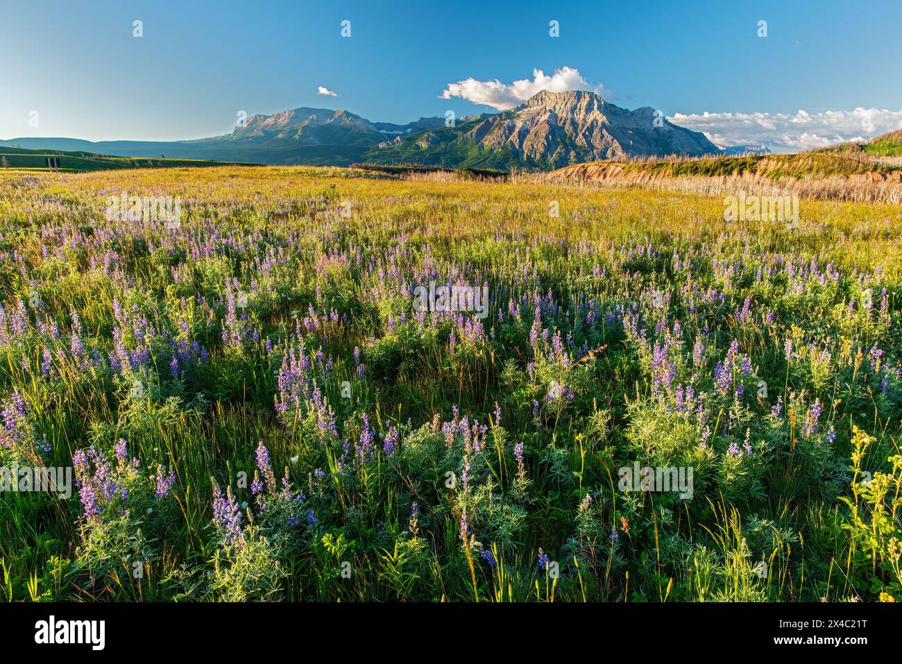 Canada, Alberta, Waterton Lakes National Park. Prairie wildflowers Vimy Peak. Stock Photo