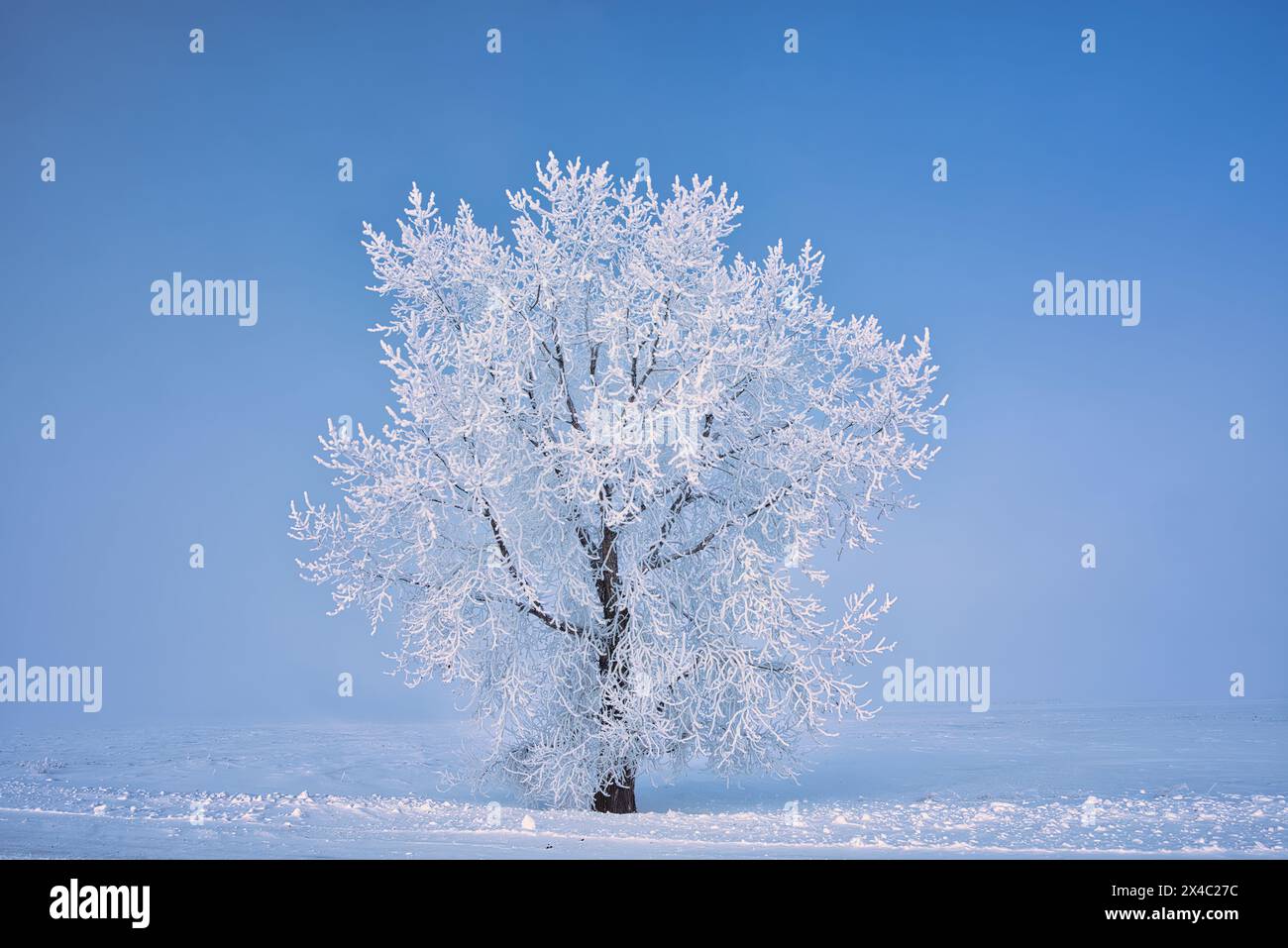 Canada, Manitoba, Grande Pointe. Fog and rime ice on winter tree. Stock Photo