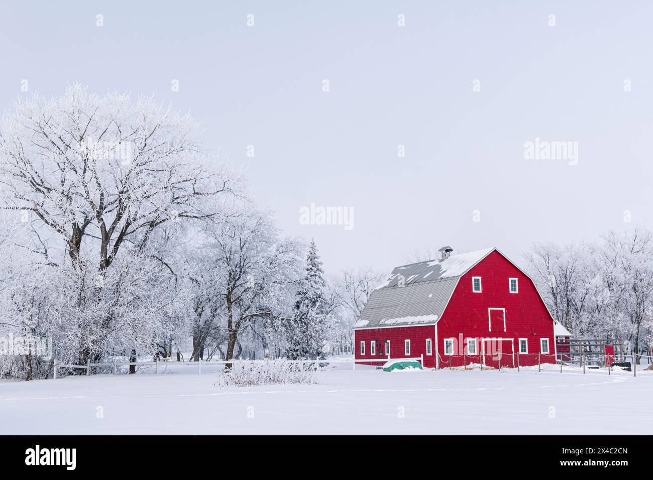 Canada, Manitoba, Grande Pointe. Red barn with rime ice on trees. (Editorial Use Only) Stock Photo