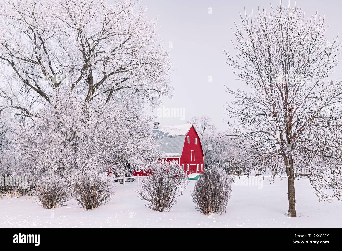 Canada, Manitoba, Grande Pointe. Red barn with rime ice on trees. (Editorial Use Only) Stock Photo