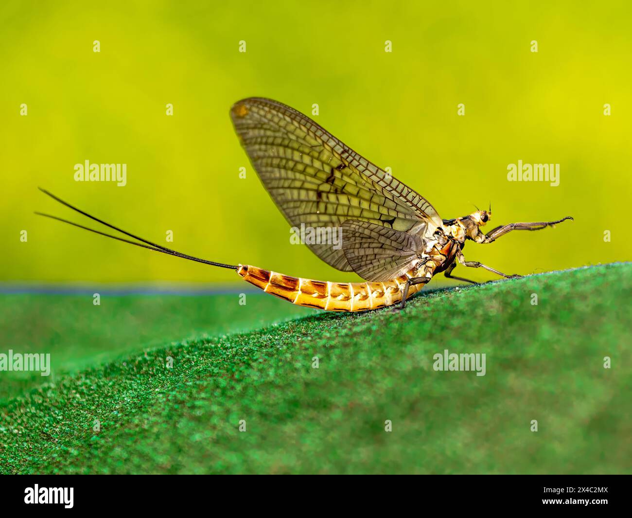 Common mayfly (Ephemera vulgata) sitting on an artificial grass. Stock Photo