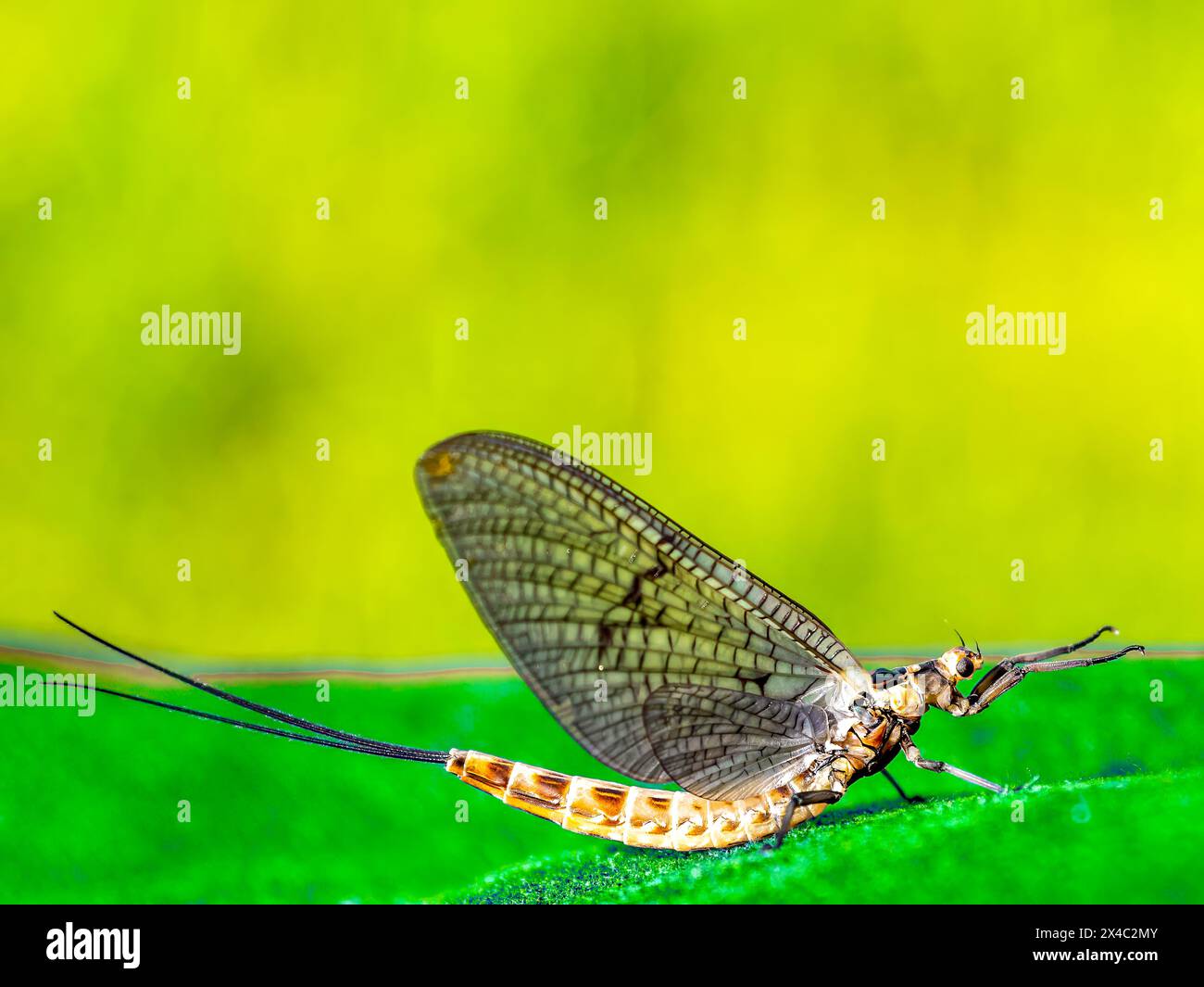 Common mayfly (Ephemera vulgata) sitting on an artificial grass. Stock Photo