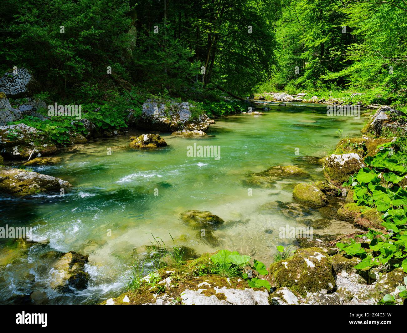 Creek Erlauf in the Nature Park Otscher-Tormaeuer in the Alps of Lower Austria. Stock Photo