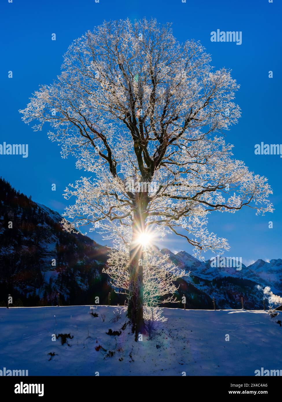 Sycamore (Acer pseudoplatanus) with hoar frost in the valley of river Stillach. The Allgau Alps near Oberstdorf during winter in Bavaria, Germany. Stock Photo